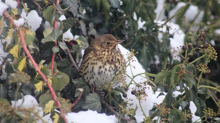 Song thrush in snow