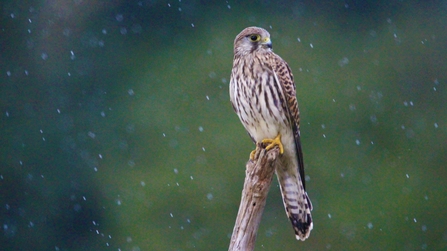 Kestrel on dead wood