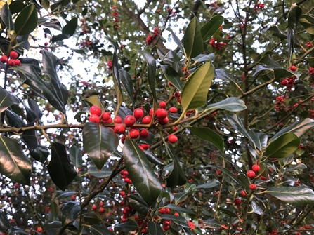 Holly berries