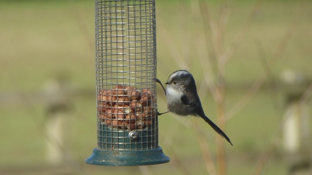 Long-tailed Tit on peanut feeder