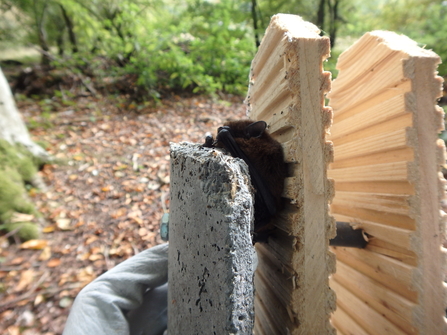 Common pipistrelle found during bat box survey in Hampshire