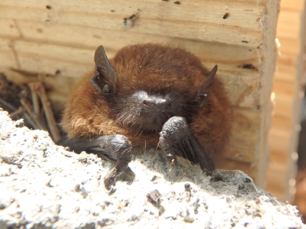 Common pipistrelle found during bat box survey in Hampshire