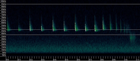 Sonogram of common pipistrelle feeding/catching prey