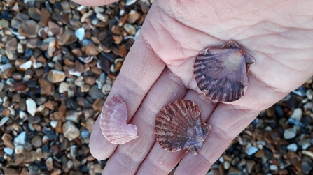 Three shells in palm of hand