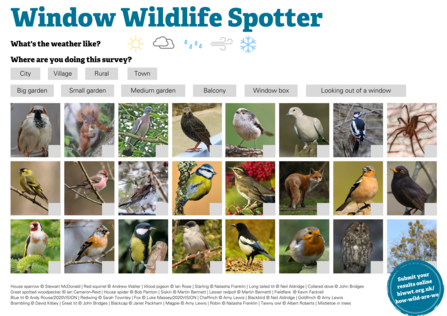 Winter Window Wildlife Spotter sheet with a 8x3 grid of different wildlife you can see from your window in winter.