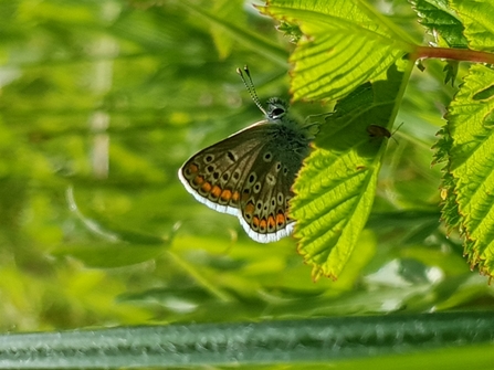 Brown argus on one of the butterfly transects