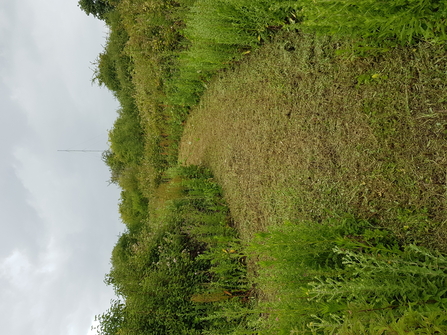 Cutting glades to create structural diversity and reduce bramble at Farlington Marshes.