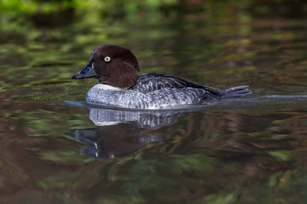 Goldeneye female (c) Andy Morffew