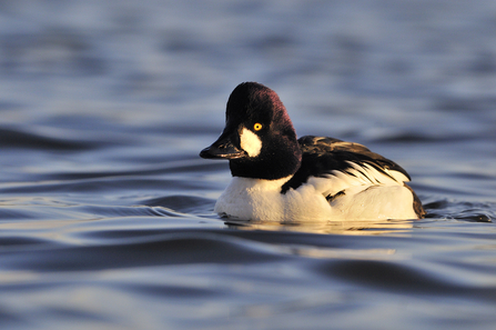 Goldeneye male (c) Fergus Gill2020VISION