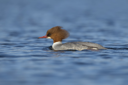 Goosander female (c) Richard Steel2020VISION