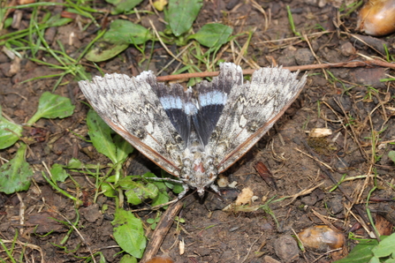 Clifden nonpareil moth