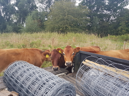 Cows "assisting" with fencing works at St Clair’s Meadow