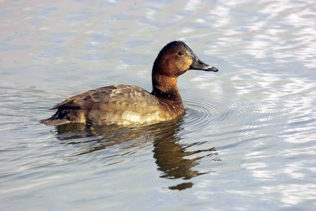 Pochard female (c) Derek Moore