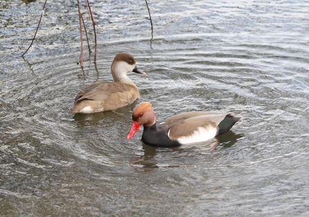 Red-crested pochard pair (c) Irene Greenwood