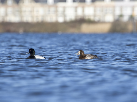 Scaup pair (c) Chris Lawrence