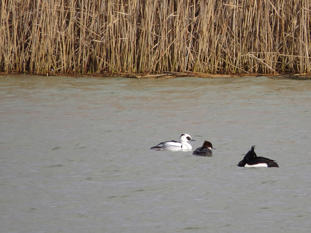 Smew pair (c) Lauren Booth