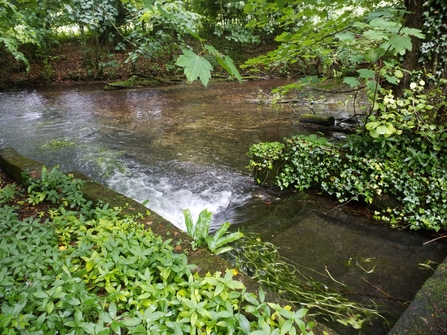 Weir on the Bourne Rivulet at Hurstbourne Priors © Wessex Rivers Trust