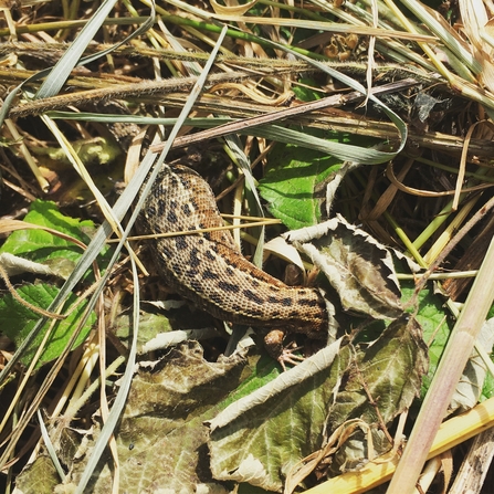 Common lizard