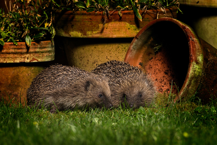 Two hedgehogs rummaging around plant pots