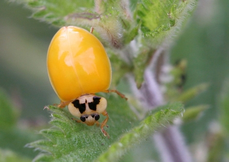 Newly emerged invasive harlequin ladybird