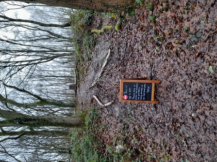 Trampling through bluebell wood