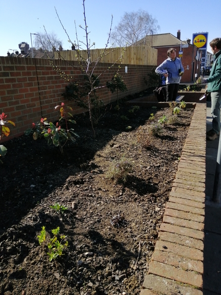 Raised beds with newly planted shrubs, trees, and other plants