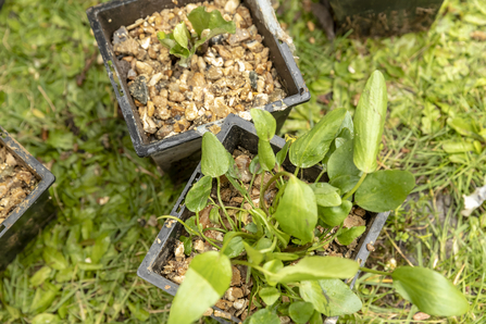 Plant seedlings in containers © Penny Dixie