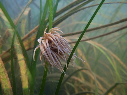 Yarmouth seagrass