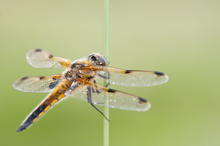 Four-spotted chaser - Ross Hoddinott/2020VISION