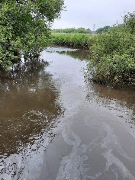 Fuel oil pollution on at Lower Test Nature Reserve