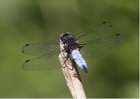 Scarce chaser dragonfly 