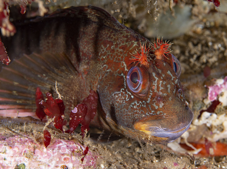 Tompot blenny