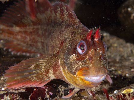 Tompot blenny Brett on guard