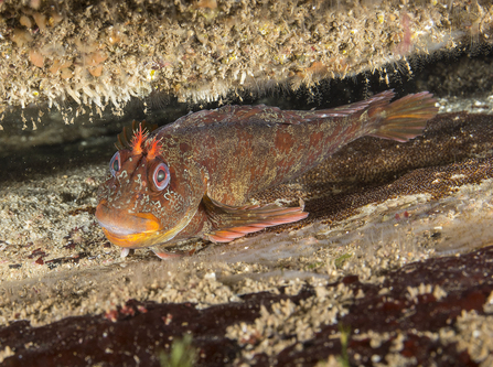 Tompot blenny guarding eggs