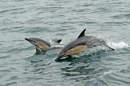 Short-beaked common dolphins © Chris Gomersall/2020VISION
