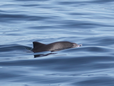 Harbour porpoise © Niki Clear