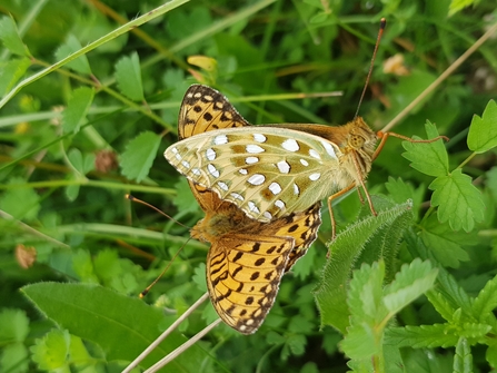 Dark green fritillaries