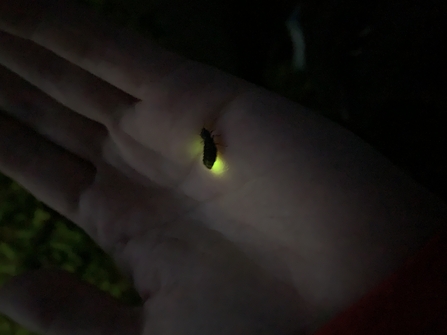 glow worm