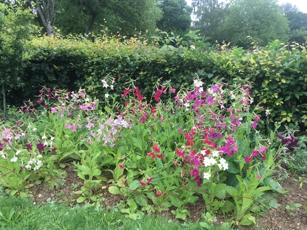 Portswood Rec moth border nicotiana