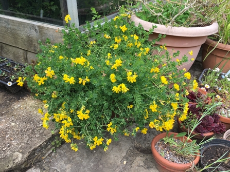 Wildflowers in plant pots