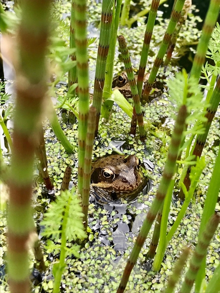 Frogs in wildlife pond