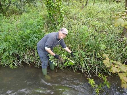 Mick Long pulling Himalayan Balsam along the Danes stream