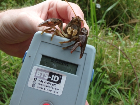 A crayfish on top of a PIT tag scanner