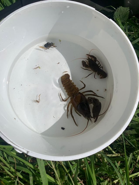 Two white-clawed crayfish in a bucket
