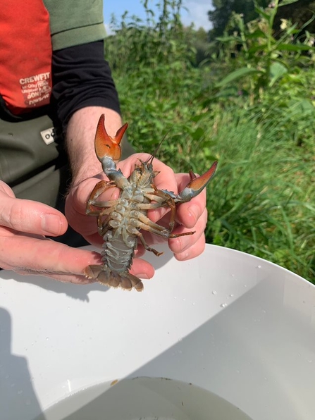 A signal crayfish being held to see the underside and characteristic red claws