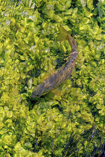 Brown trout at Bere Mill © Ana Peiró