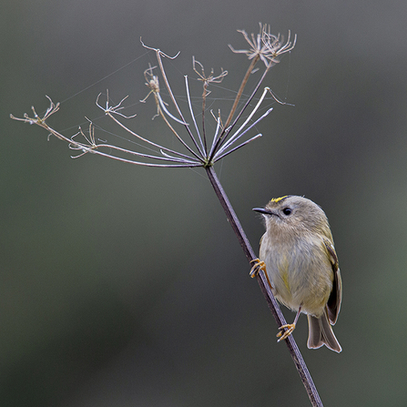 Goldcrest on dry hog fennel head at Anton Lakes © Thomas Eastwood