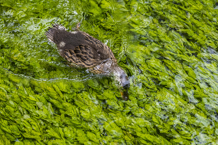 Mallard feeding at Rooksbury Mill © Tony Matthews