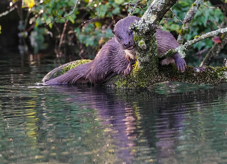 Otter scent marking at Anton Lakes © Stephen Williams