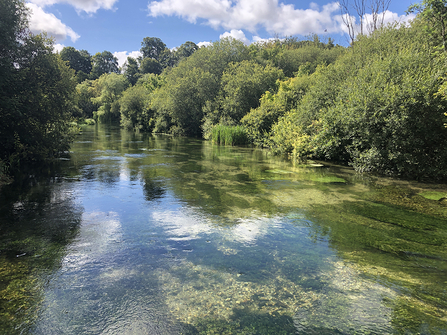 River Arle between Alresford and Ovington © Melanie Hill